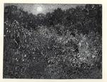 Nomellini, Plinio , Tra sole e luna