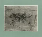 Pelloni, Tino , Pesci sulla spiaggia -