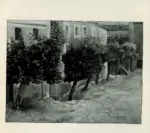 Pirandello, Fausto , Alberi di paese