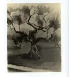 Poggi, Marina , L'ulivo