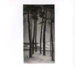 Principe, Eugenio , Tronchi di pini