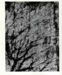 Rosai, Bruno , Muro bianco, albero
