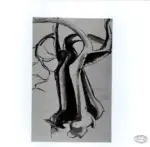 Somaini, Francesco , Studio di ulivo