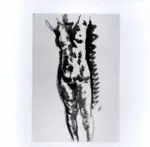 Tavernari, Vittorio , Nudo femminile