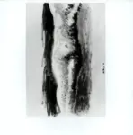 Tavernari, Vittorio , n. 591