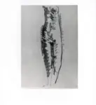 Anonimo ; Anonimo , s.v.