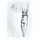 Anonimo ; Anonimo , s.v.