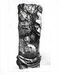 Tavernari, Vittorio , Torso di Cristo