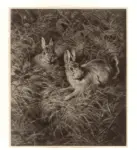 von Raysky, Ferdinand , Wilde kaninchen -