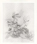 Kokoschka, Oskar , A cyclamen