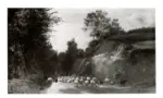 Anonimo , Bonheur, Rosa - sec. XIX - A herd of sheep