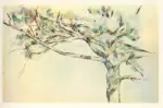 Cezanne, Paul , Stude d'arbre