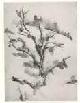 Cezanne, Paul , La chene
