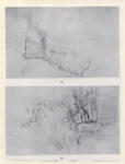 Anonimo , Cézanne, Paul - sec. XIX - Etudes d'arbres