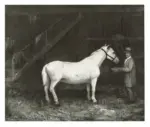 Anonimo , Courbet, Gustave - sec. XIX - A Horse in a Stable