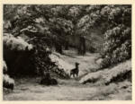 Courbet, Gustave , Caprioli nella neve