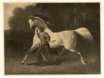 De Breux, Alfred , Pferdebild