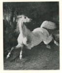 De Breux, Alfred , Lo stallone bianco