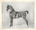 De Breux, Alfred , Un cavallo