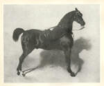 De Breux, Alfred , Cavallo nero