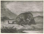 Anonimo , Delacroix, Eugène - sec. XIX - Leone che divora coccodrillo
