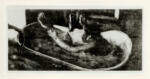 Anonimo , Degas, Edgar - sec. XIX - Femme au bain