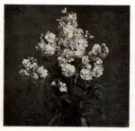 Fantin-Latour, Henri , Vaso con fiori bianchi