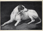 Gericault, Théodore , Chien allongé sur le sol -