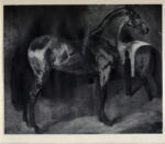 Géricault, Théodore , Two horses in a stable - due cavalli in un recinto