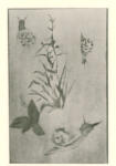 Manet, Edouard , Natura morta con lumache e piante