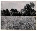 Anonimo , Monet, Claude - sec. XIX - Bluhendes Mohnfeld