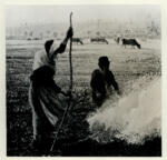 Anonimo , Pissarro, Camille - sec. XIX - Brûleuses d'herbe