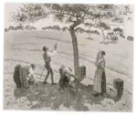 Pissarro, Camille , Apfelernte