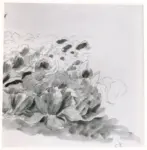 Anonimo , Pissarro, Camille - sec. XIX - Les Choux