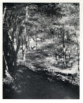 Renoir, Pierre Auguste , Jeunes arbres dans la forêt -