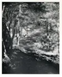 Renoir, Pierre Auguste , Jeunes arbres dans la for&ecirc;t