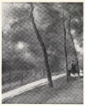 Anonimo , Renoir, Pierre Auguste - sec. XIX - Passeggiata nel bosco