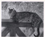 Steinlen, Theophile-Alexandre , Un chat sur une palissade