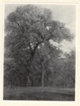 Troyon, Constant , Le Chêne