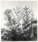 Bauchant, André , Fleurs