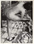 Bonnard, Pierre , Nudo al bagno