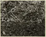 Dubuffet, Jean , Paesaggio Olandese