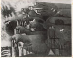 Gromaire, Marcel , Falaise aux mouettes"" -