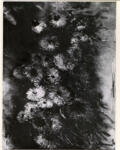 Vlaminck, Maurice , Bouquet d'Astres