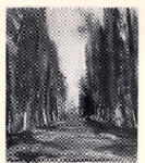 Vlaminck, Maurice , Allée Boisée