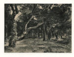 Vidal, Henri , - paesaggo con bosco