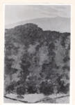 Vuillard, Edouard , Paysage montagneux