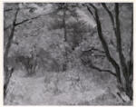 Vuillard, Edouard , Clarière