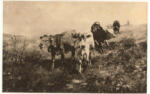 Braith, Anton , Le mucche