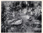 Koester, Alexander , Enten im Schilwasser -